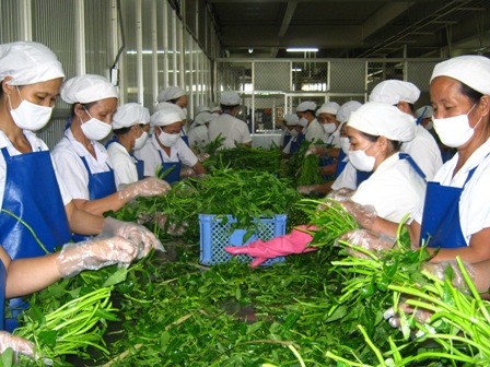 Đến[-]2015[-]chuỗi[-]thực[-]phẩm[-]an[-]toàn[-]sẽ[-]cung[-]ứng[-]50%[-]nhu[-]cầu[-]của[-]người[-]dân